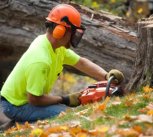 tree services Mayville